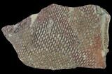 Ordovician Graptolite (Araneograptus) Plate - Morocco #116742-1